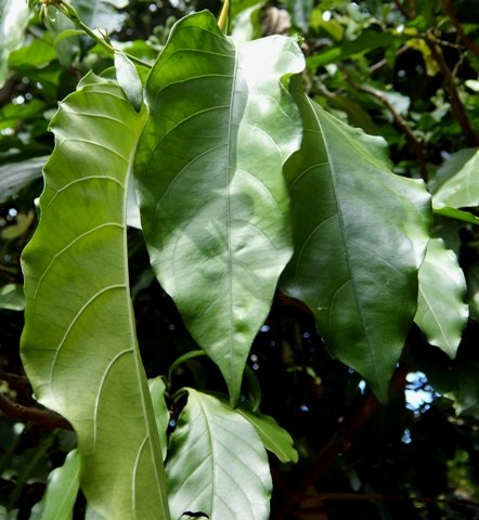 Justicia adhatodoides leaves