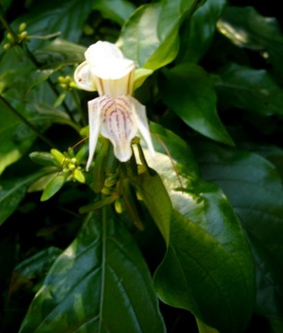 Justicia adhatodoides glossy leaves
