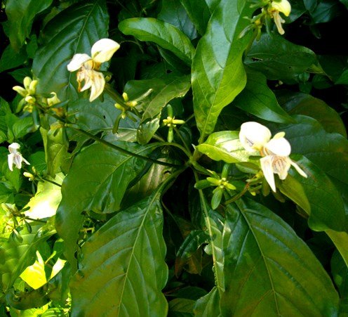 Justicia adhatodoides clusters of buds and flowers