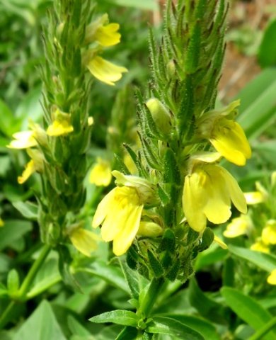 Justicia flava inflorescences