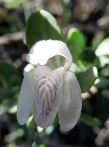 Justicia incana flower