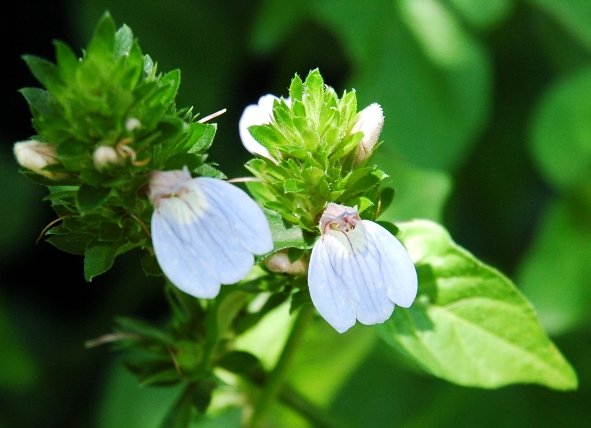 Justicia petiolaris