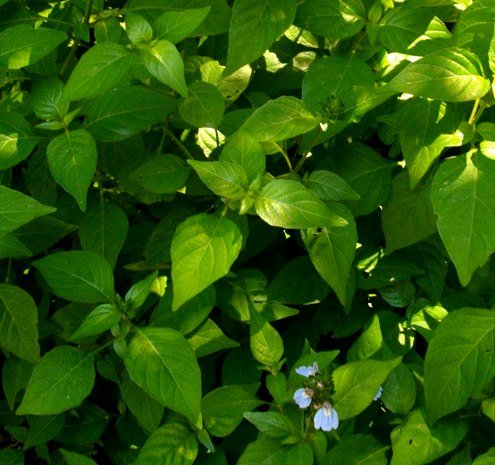 Justicia petiolaris leaves