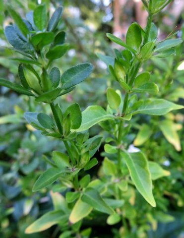 Justicia protracta subsp. protracta leaves