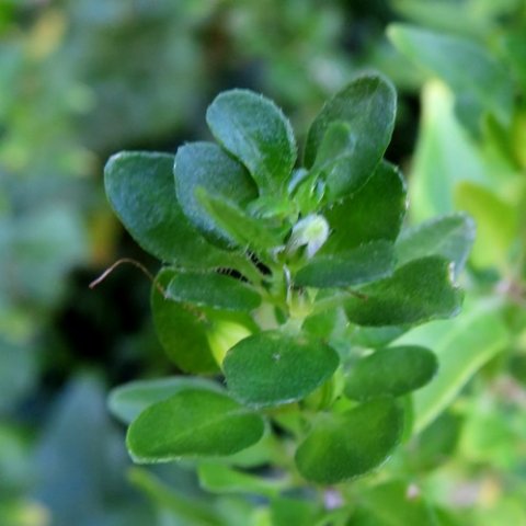 Justicia protracta subsp. protracta stem-tip