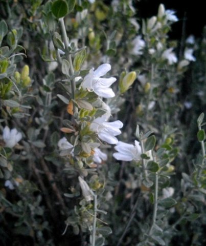 Justicia incana, the boegoe-ankerkaroo