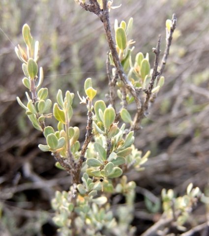 Justicia incana leaves