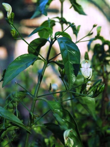 Justicia camylostemon leaves and flower