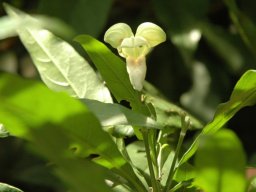 Justicia aconitiflora