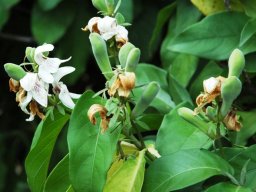 Justicia adhatodoides fruit