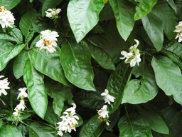 Justicia adhatodoides