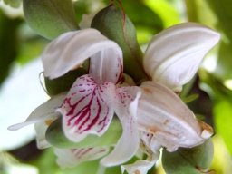 Justicia adhatodoides flower