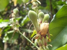 Justicia adhatodoides fruit, sepals and bracts