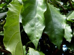 Justicia adhatodoides leaves