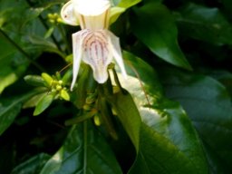 Justicia adhatodoides glossy leaves