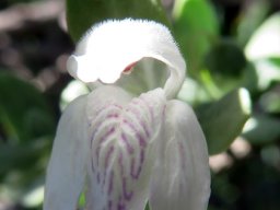 Justicia incana flower