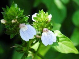 Justicia petiolaris