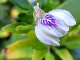 Justicia protracta subsp. protracta erect upper lip