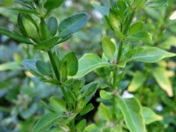 Justicia protracta subsp. protracta leaves