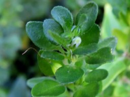 Justicia protracta subsp. protracta stem-tip