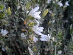 Justicia incana, the boegoe-ankerkaroo