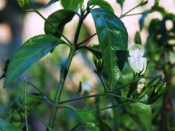 Justicia camylostemon leaves and flower