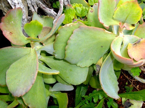 Kalanchoe longiflora leaves