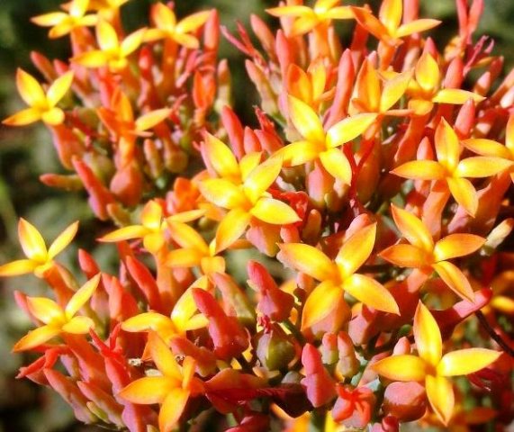 Kalanchoe rotundifolia inflorescence