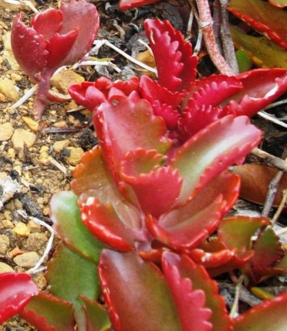 Kalanchoe sexangularis
