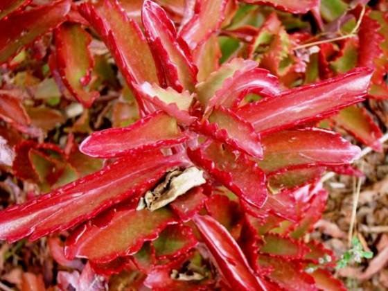 Kalanchoe sexangularis red from sunlight