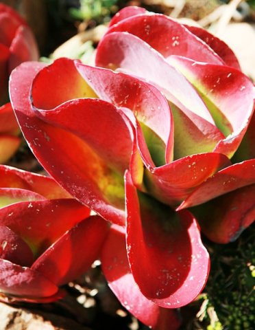 Kalanchoe luciae