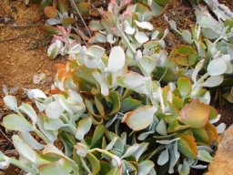 Kalanchoe longiflora