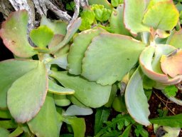 Kalanchoe longiflora leaves