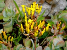 Kalanchoe longiflora flowers