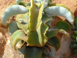 Kalanchoe beharensis