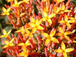 Kalanchoe rotundifolia inflorescence