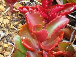 Kalanchoe sexangularis