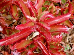 Kalanchoe sexangularis red from sunlight