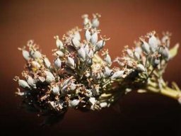Kalanchoe thyrsiflora