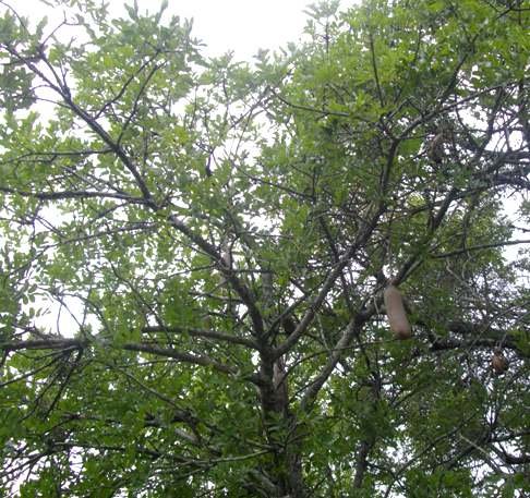 Kigelia africana