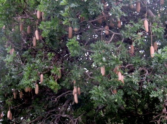 Kigelia africana many pods