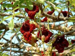 Kigelia africana flowers