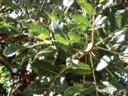 Kigelia africana leaves, dark and glossy