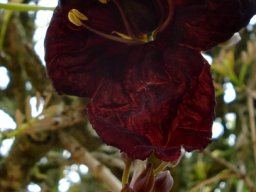 Kigelia africana flower and buds