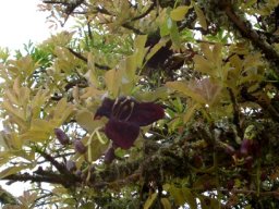 Kigelia africana new growth