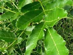 Kigelia africana leaf
