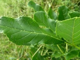 Kigelia africana leaves, above and below