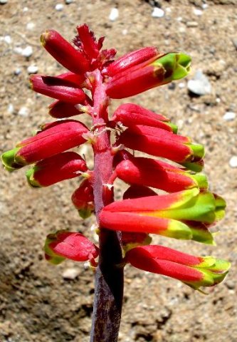 Lachenalia aloides var. aloides