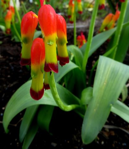 Lachenalia aloides var. quadricolor