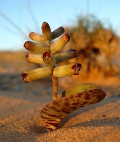 Lachenalia buchubergensis